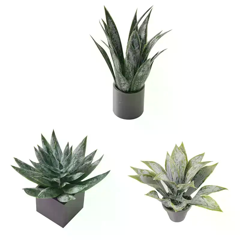 Miniatura de Planta de Aloe Ve - Aloe Vera Pot reseña y precio