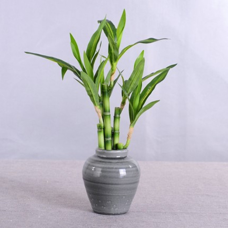 Nuevo 40cm rFtificial Lucky Ba - Echeveria Succulent reseña y precio