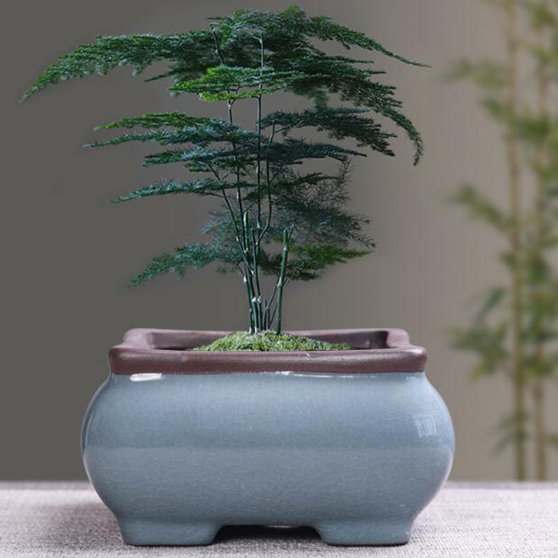 Maceta de cerámica Retro para  - Echeveria Succulent reseña y precio
