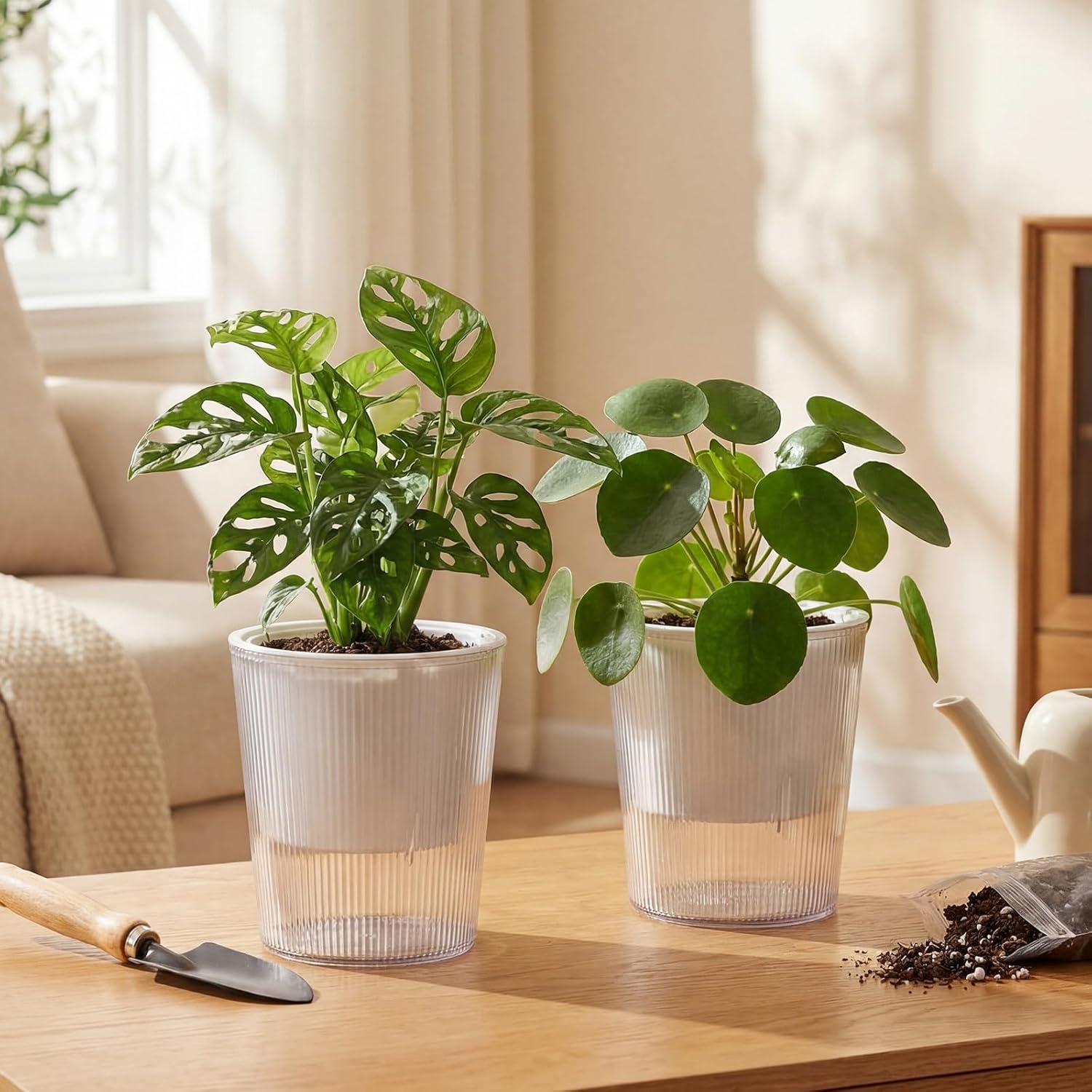 Macetas Transparentes con Auto - Aloe Vera Pot reseña y precio